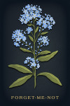 Vintage Flora Noir - Forget-Me-Not
