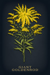 Vintage Flora Noir - Giant Goldenrod