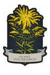 Vintage Flora Noir - Giant Goldenrod - Contour