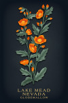 Lake Mead, Nevada - Vintage Flora Noir - Globemallow