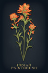 Vintage Flora Noir - Indian Paintbrush