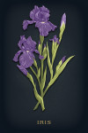 Vintage Flora Noir - Iris