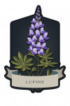 Vintage Flora Noir - Lupine - Contour