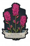 Sunrise, Washington - Vintage Flora Noir - Magenta Indian Paintbrush - Contour