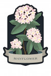 Vintage Flora Noir - Mayflower - Contour