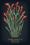 Terlingua, Texas - Vintage Flora Noir - Ocotillo