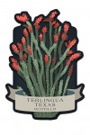 Terlingua, Texas - Vintage Flora Noir - Ocotillo - Contour