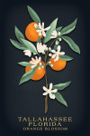 Tallahassee, Florida - Vintage Flora Noir - Orange Blossom