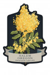 Salem, Oregon - Vintage Flora Noir - Oregon Grape - Contour