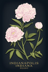 Indianapolis, Indiana - Vintage Flora Noir - Peony