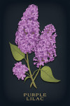 Vintage Flora Noir - Purple Lilac