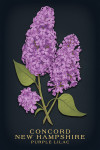 Concord, New Hampshire - Vintage Flora Noir - Purple Lilac
