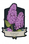 Vintage Flora Noir - Purple Lilac - Contour