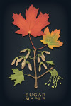 Vintage Flora Noir - Sugar Maple