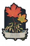 Ottawa, Ontario - Vintage Flora Noir - Sugar Maple - Contour