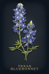 Vintage Flora Noir - Texas Bluebonnet