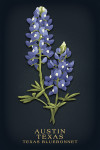 Austin, Texas - Vintage Flora Noir - Texas Bluebonnet