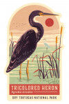 Dry Tortugas National Park, Florida - Shorebirds at Sunset Collection - Tricolored Heron - Contour