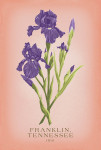 Franklin, Tennessee - Vintage Flora - State Series - Iris