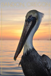 Bandon, Oregon - Photography - Pelican