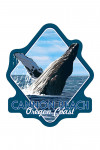 Cannon Beach, Oregon Coast - Breaching Humpback Whale  - Contour