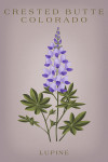 Crested Butte, Colorado - Vintage Flora - Lupine
