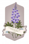 Crested Butte, Colorado - Vintage Flora - Lupine - Contour