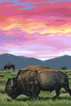 Bison & Sunset