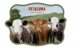 Petaluma, California - Photography - Three Funny Cows Looking at the Camera - Contour