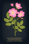 Alexandria, Tennessee - Vintage Flora Noir - Alberta Wild Rose