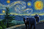 Starry Night - Black Bears