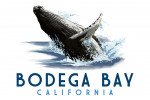 Bodega Bay, California - Icon - Humpback Whale