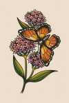 American Traditional - Monarch