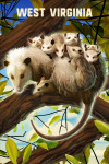 West Virginia - Lithograph Wildlife Series - Possum with Babies