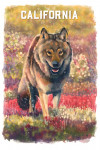 California - Watercolor Study - Gray Wolf