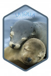 La Jolla, California -  Sea Lions Cuddle - Lantern Press Photography - Contour