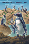 Lithograph Wildlife Series - Humboldt Penguin