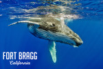 Fort Bragg, California - Humpback Whale