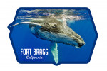 Fort Bragg, California - Humpback Whale - Contour