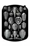 Art Forms of Nature - Aspidonia (Horseshoe Crabs) - Ernst Haeckel Artwork - Contour