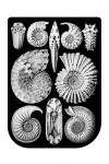 Art Forms of Nature - Ammonitida (Marine Molluscs)- Ernst Haeckel Artwork - Contour