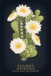 Tucson, Arizona - Vintage Flora Noir - Saguaro Blossom