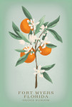 Fort Myers, Florida - Vintage Flora - Orange Blossom