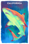 California - Vivid - Blacktip Shark
