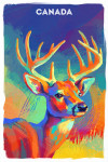 Canada - Vivid - White Tailed Deer