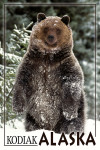 Kodiak, Alaska - Bear Standing in Snow - Lantern Press Photography