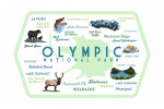 Olympic National Park, Washington - Typography & Icons - Contour