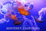 Monterey, California - Photography - Jellyfish