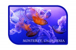 Monterey, California - Photography - Jellyfish - Contour