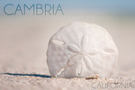 Cambria, California - Sand Dollar & Beach - Lantern Press Photography
